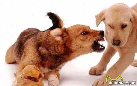 犬护食纠正训练