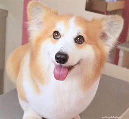 柯基犬表情超可爱，但没想到这狗狗的屁屁才叫完美
