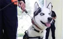 你养过边牧犬吗？瞧瞧智商第一的边牧犬是如何与主人斗智斗勇的吧