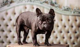 法国斗牛犬的“6大缺陷”，接受不了，劝你别养