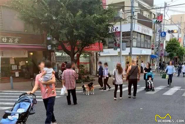 主人带两只狗散步，黑柴嫌累解锁散步新方式，动人的兄弟情