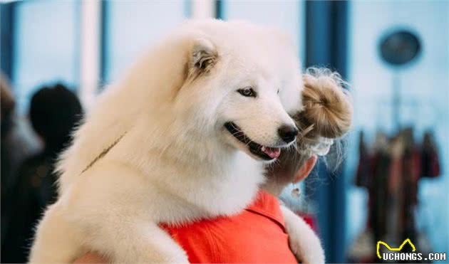 萨摩耶犬的六大优点，养过的人都说不后悔！