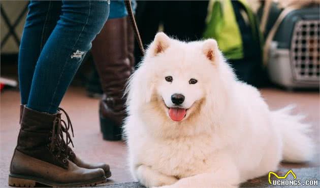 萨摩耶犬的六大优点，养过的人都说不后悔！