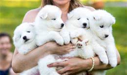 萨摩耶犬的六大优点，养过的人都说不后悔！