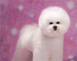 棉花糖—小白狗比熊犬—挑选技巧