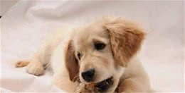 我们要怎么挑选优质的犬粮？