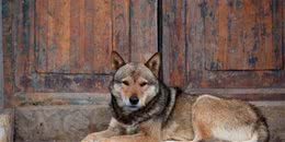 母犬到底应不应该绝育？看了这篇文章后你们会怎么认为