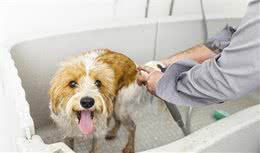 太爱洁净，对狗狗原来也是有害的