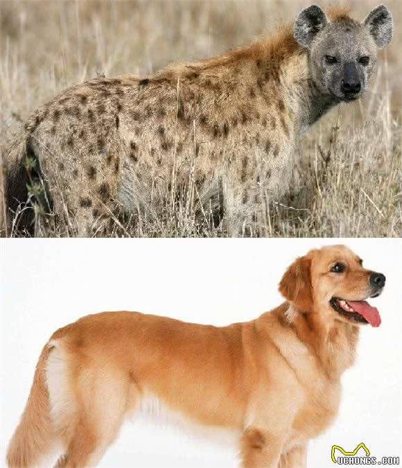 辟谣：鬣狗非狗，它属于猫型总科，那它与犬科动物的区别是什么？