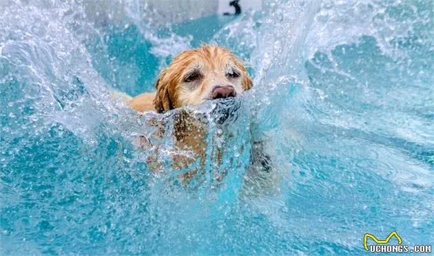 金毛犬有这6个优点，难怪有这么多人喜欢它，你也喜欢它吗？