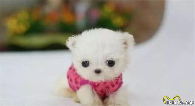 你知道茶杯犬的痛苦吗？看完后，宠主：我再也不养了！