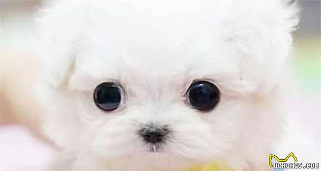 你知道茶杯犬的痛苦吗？看完后，宠主：我再也不养了！