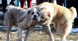 如何安全地制止犬打架，请勿独自介入，防止成为它们的攻击目标