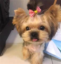 养好约克夏犬，你不可不知道的小秘密
