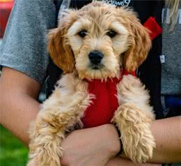 京巴犬、吉娃娃还有哪些狗狗适合老人饲养？老人养狗有什么好处呢