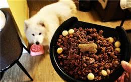 如何给狗狗自制狗饭？选择食材很关键教你4点