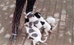 怎么才能在狗场购买健康的幼犬？