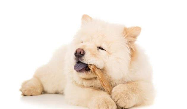 一克足以致命，狗狗日常饮食的三大禁忌，爱它们就要注意！