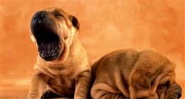 狗狗的13个生理小常识