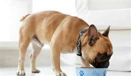 关于宠物犬细小病毒病的临床诊断和治疗