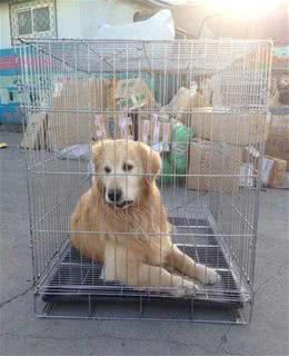 网购一只狗，除了付钱，还需要注意这些点