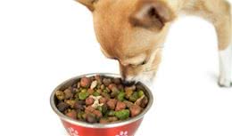 给犬喂犬粮，也有很多讲究！这7种疏忽行为，你做过几个