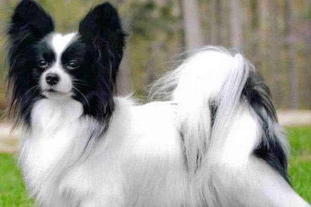 蝴蝶犬和比熊哪一个聪明，经过几个实例就能够看出来
