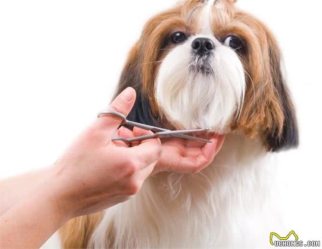 养宠物犬这10大护理工具一定记得备齐哟