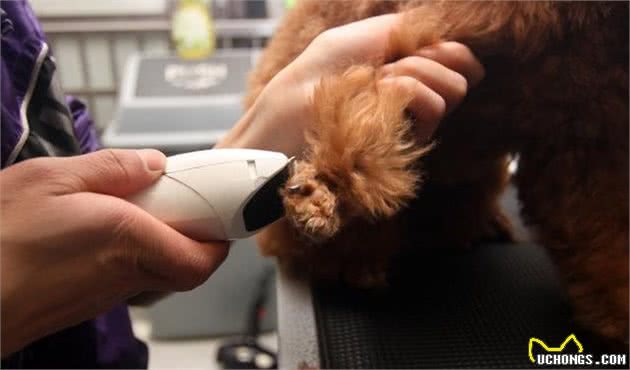 养宠物犬这10大护理工具一定记得备齐哟