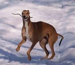 世界上速度排名前七的狗狗，北京四环要对灵缇犬限速！