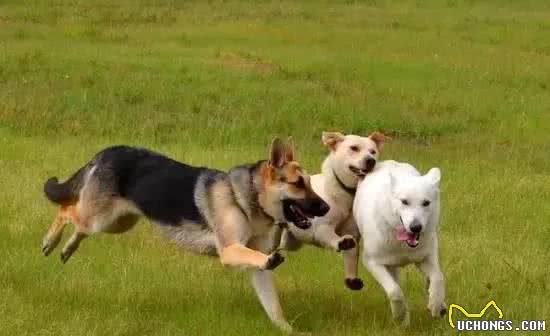 「狗狗知识」狗狗进化到今天,最重要的原因是什么?