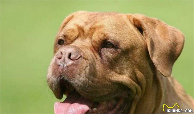 解读“波尔多犬”，法国最为凶猛的獒，从事各个领域的工作犬