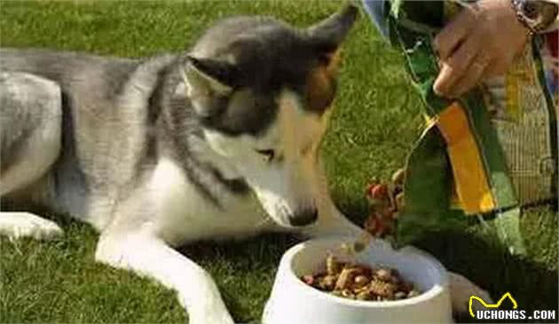 狗狗养护知识·犬护食怎么办？