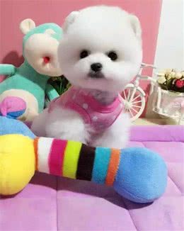 纯种博美犬多少钱一只，双血统博美幼犬多少钱一只