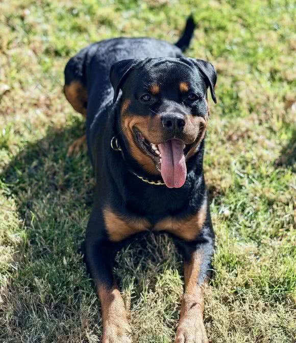 防暴犬中的战斗机—罗威纳犬