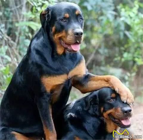 防暴犬中的战斗机—罗威纳犬