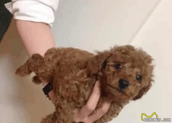 美女当初单手托起迷你泰迪犬，到现在已经练成“麒麟玉臂”！