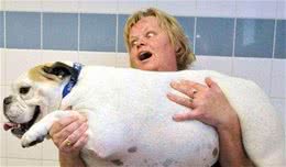 戒掉这5个发胖“恶习”，让狗狗的体重，慢慢降下来