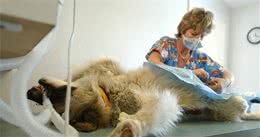 狗狗被蚊咬，或使心丝虫上身！不及时治疗，这“隐形杀手”可夺命