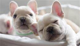 一招应对宠物贫血，效果看得见