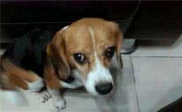 狗狗犯错了，不是去打，而是要正确的引导和教育
