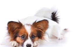 怎么养好可爱的蝴蝶犬？你不可错过的蝴蝶犬小攻略