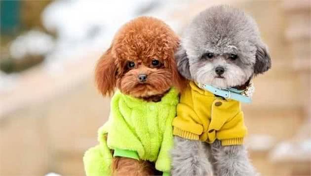 泰迪犬颜色这么多，哪几种颜色最受欢迎，价格最贵？