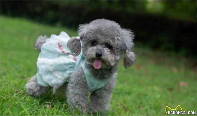 泰迪犬颜色这么多，哪几种颜色最受欢迎，价格最贵？
