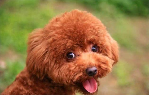 泰迪犬常见的6个坏毛病，你家狗子有哪一个？