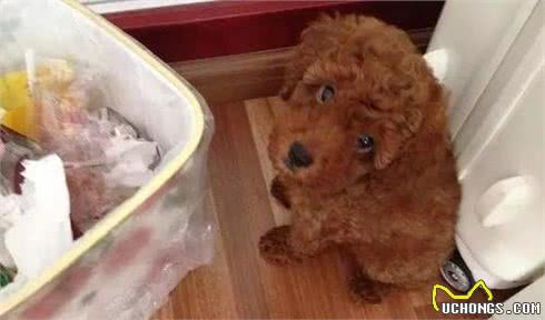 泰迪犬常见的6个坏毛病，你家狗子有哪一个？
