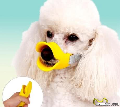 泰迪犬常见的6个坏毛病，你家狗子有哪一个？
