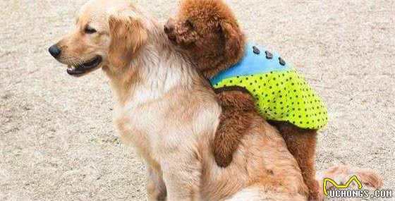 泰迪犬常见的6个坏毛病，你家狗子有哪一个？