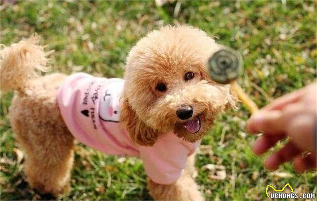 泰迪犬常见的6个坏毛病，你家狗子有哪一个？