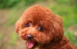 泰迪犬常见的6个坏毛病，你家狗子有哪一个？